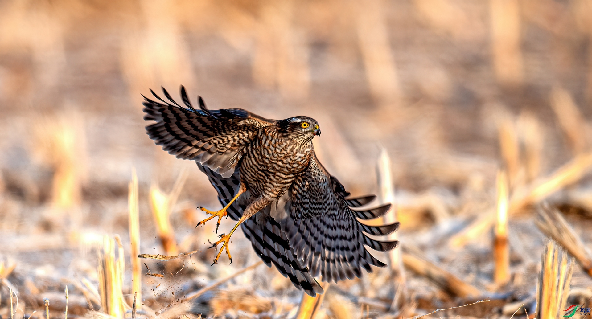 _DSC7048==2w.jpg