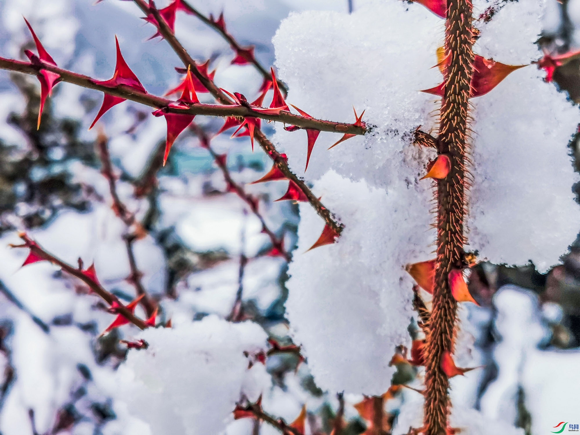 ���ƺ���