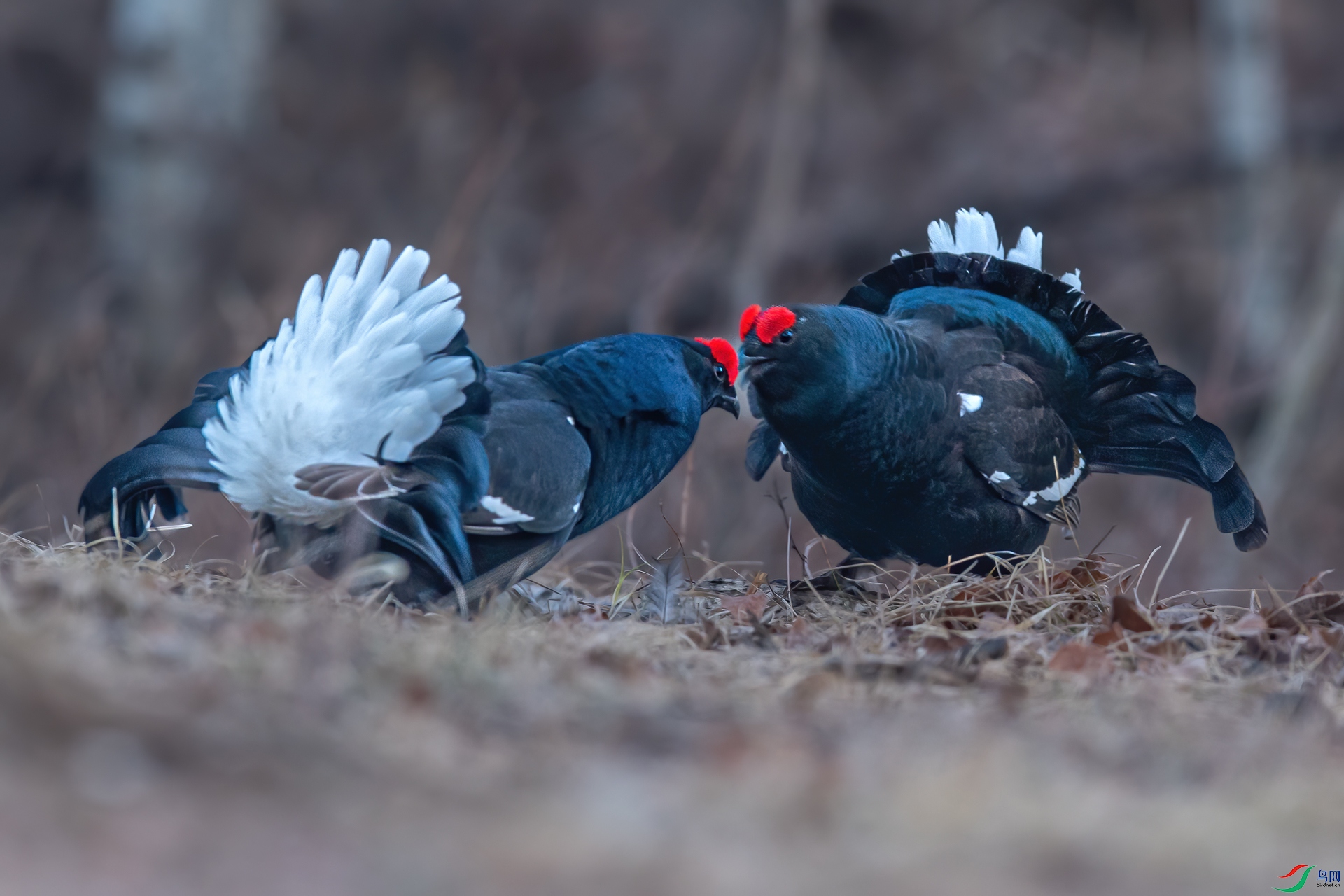 _DSC7742-1.jpg