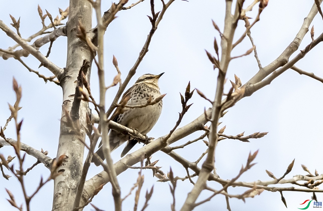 DSC_8372a1.jpg