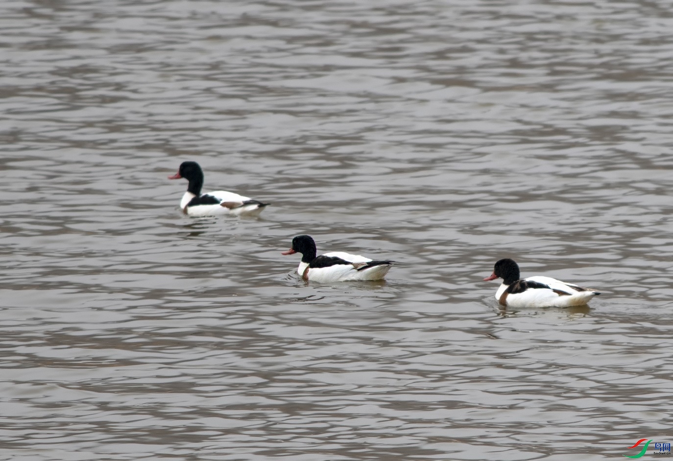 DSC_5699a1.jpg