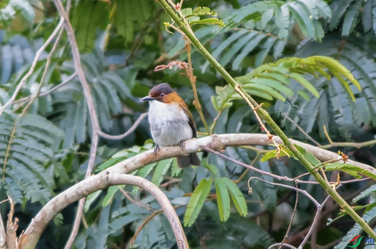 DSC_7980a.jpg