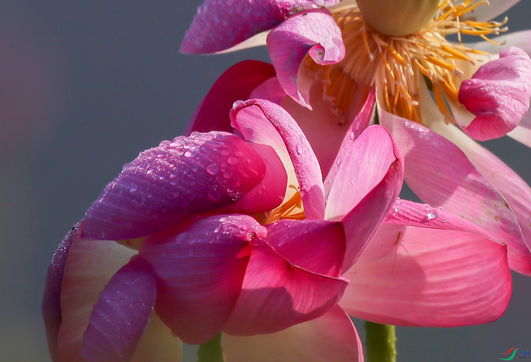 水芙蓉图片真实图片