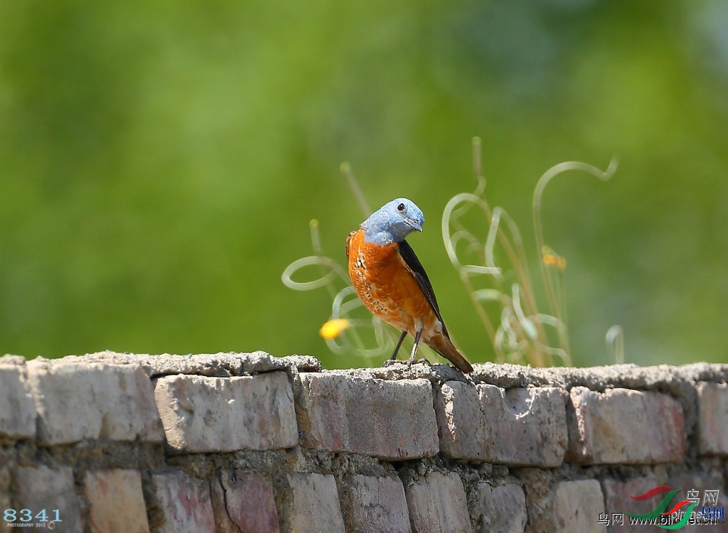 8341 ��ʦ�������½�**�����������������������������.jpg