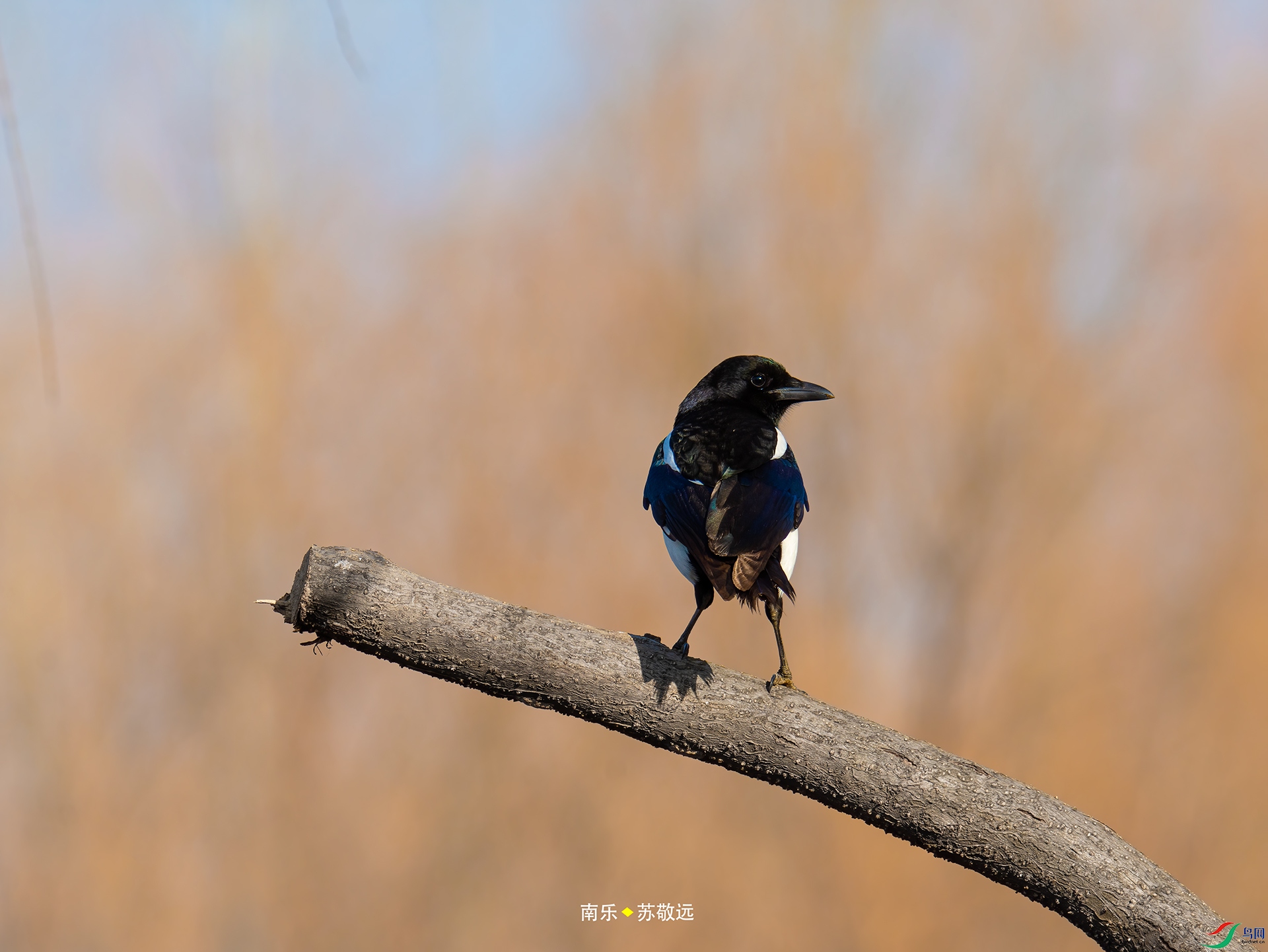 _DSC3989С.jpg