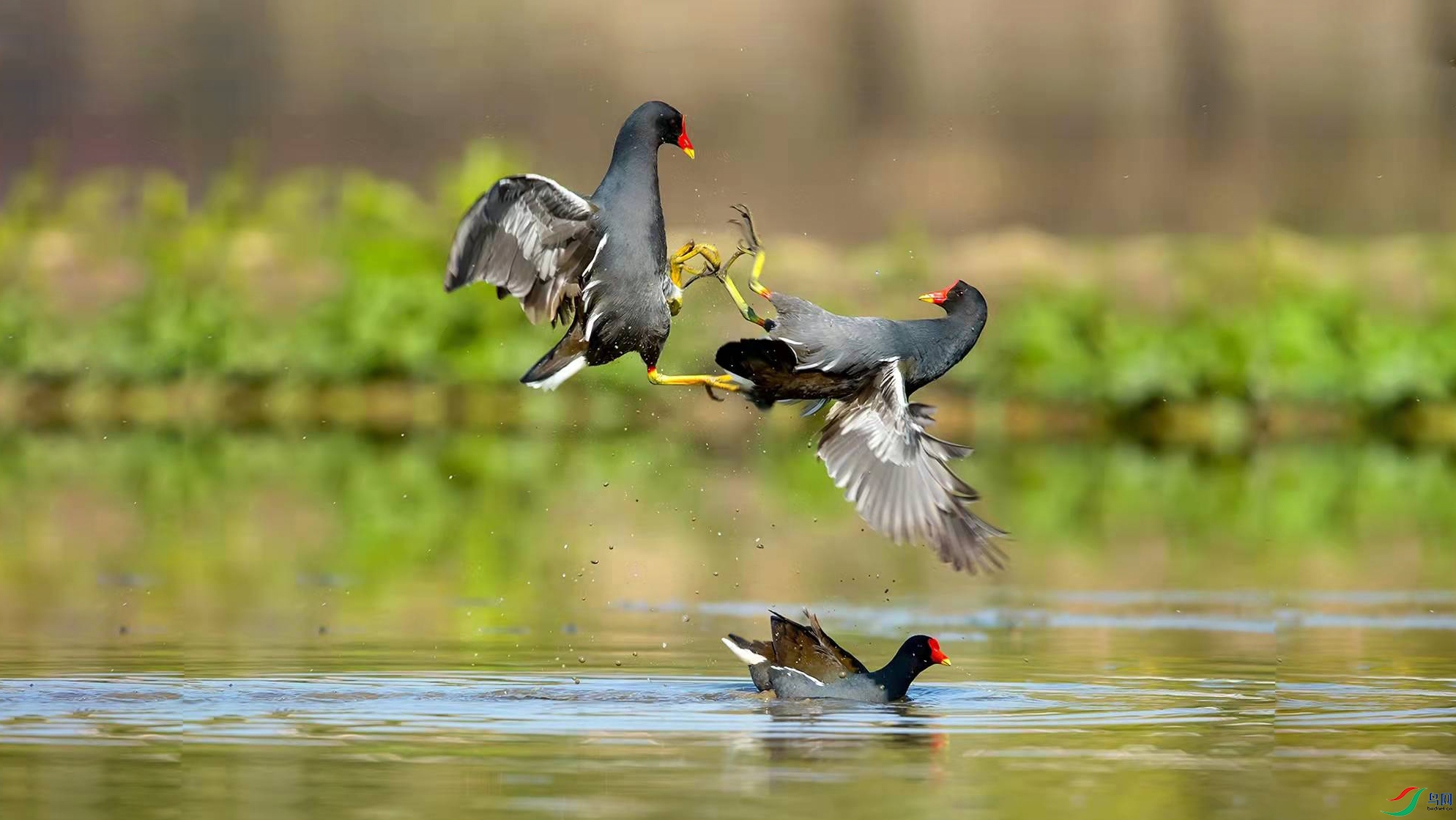 �����ˮ��