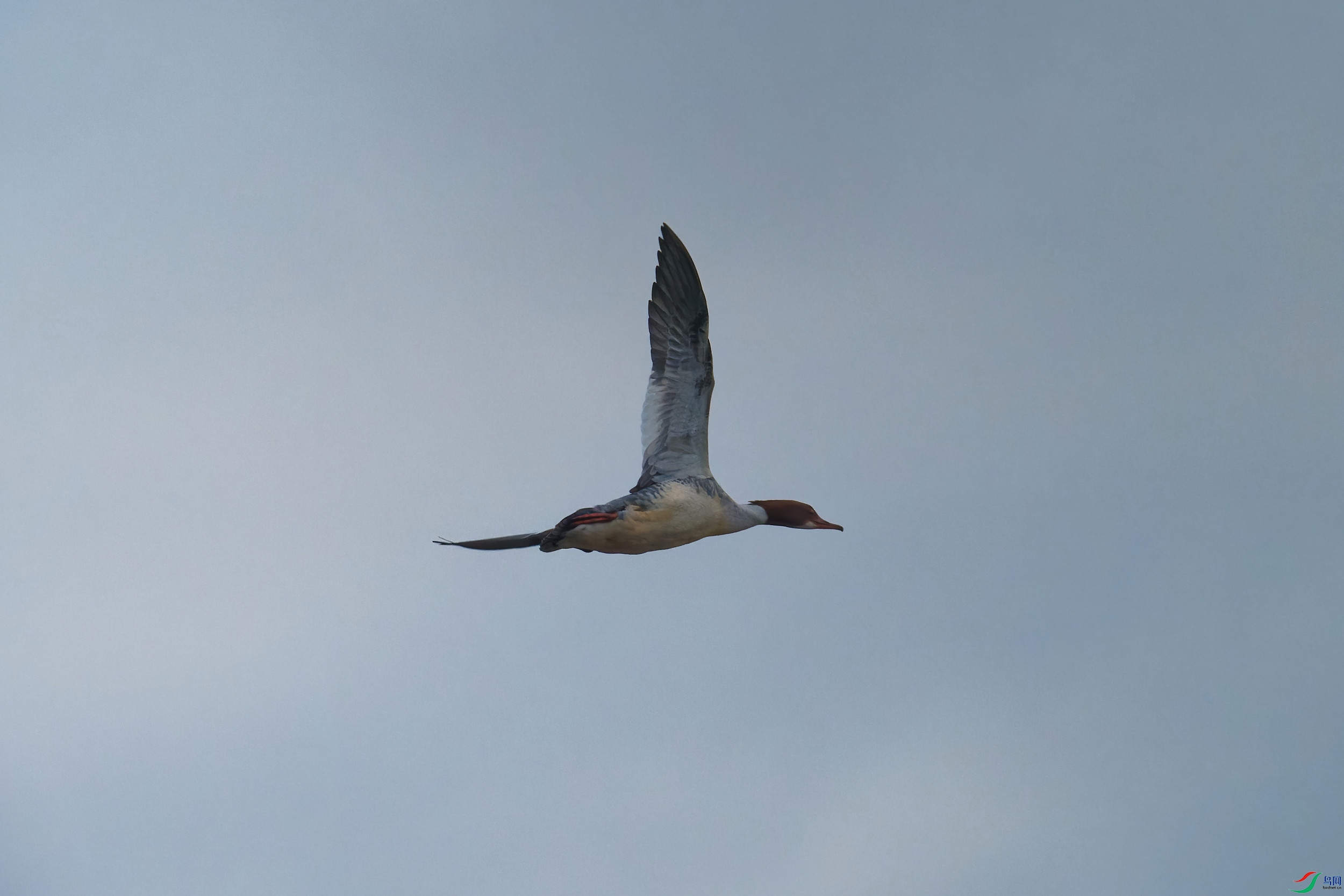 PB300152_DxO-d2.jpg