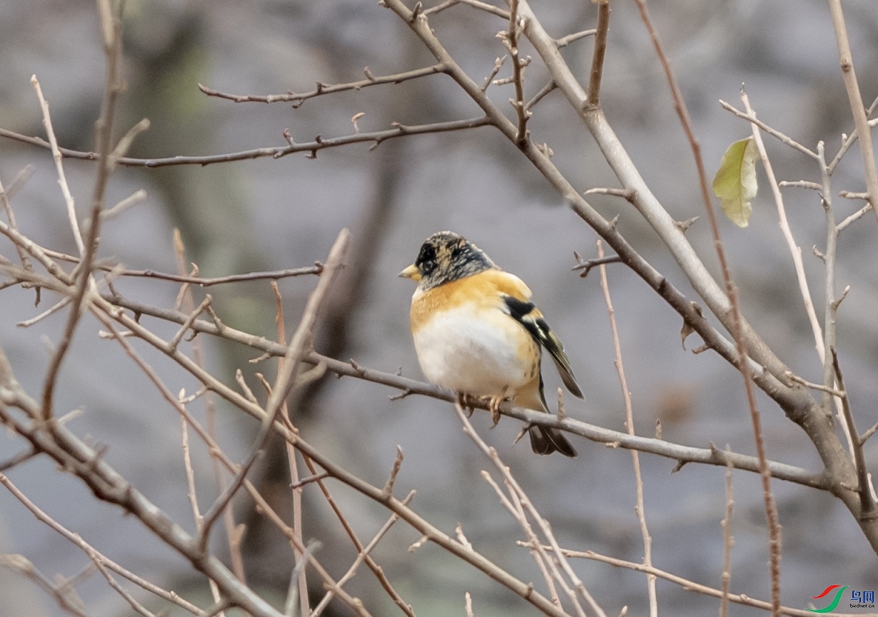 DSC_8246a.jpg