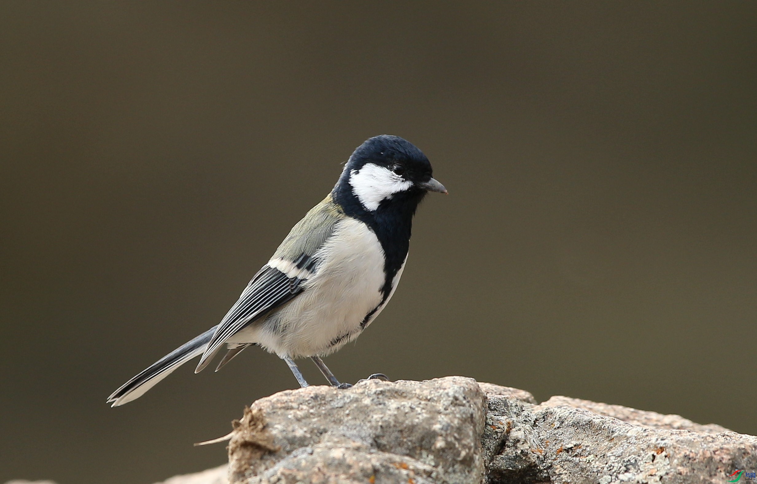 w160929������ɫ�� (13).jpg