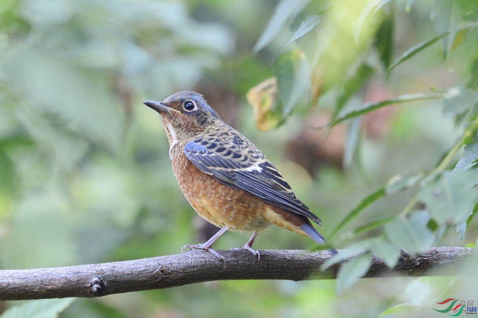 anst  ��ʦ������ɽ��ʡ������.jpg