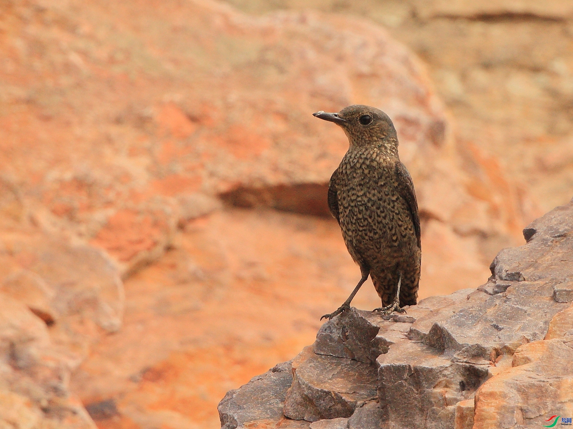 �ǲ�  ��ʦ�����ںӱ�ʡʯ��ׯ��ƽɽ��2.jpg