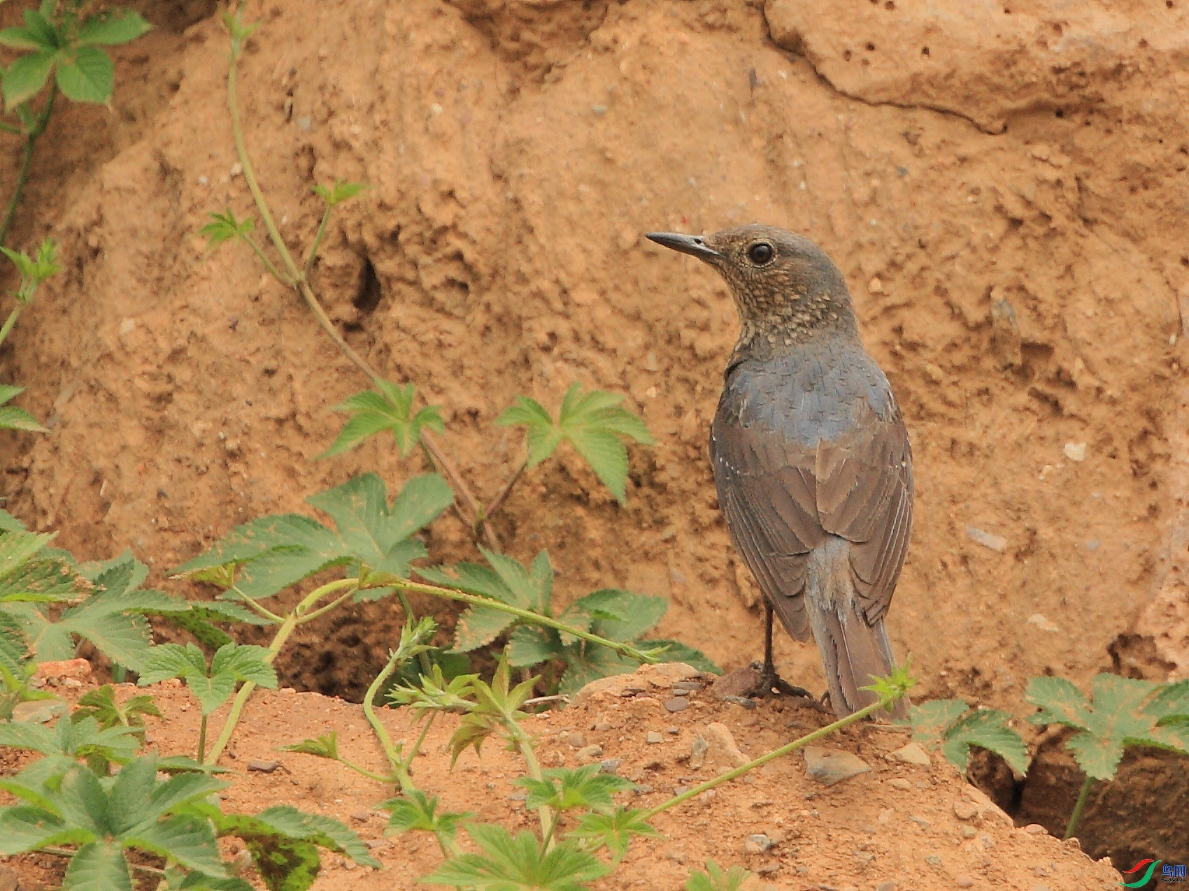 �ǲ�  ��ʦ�����ںӱ�ʡʯ��ׯ��ƽɽ��.jpg