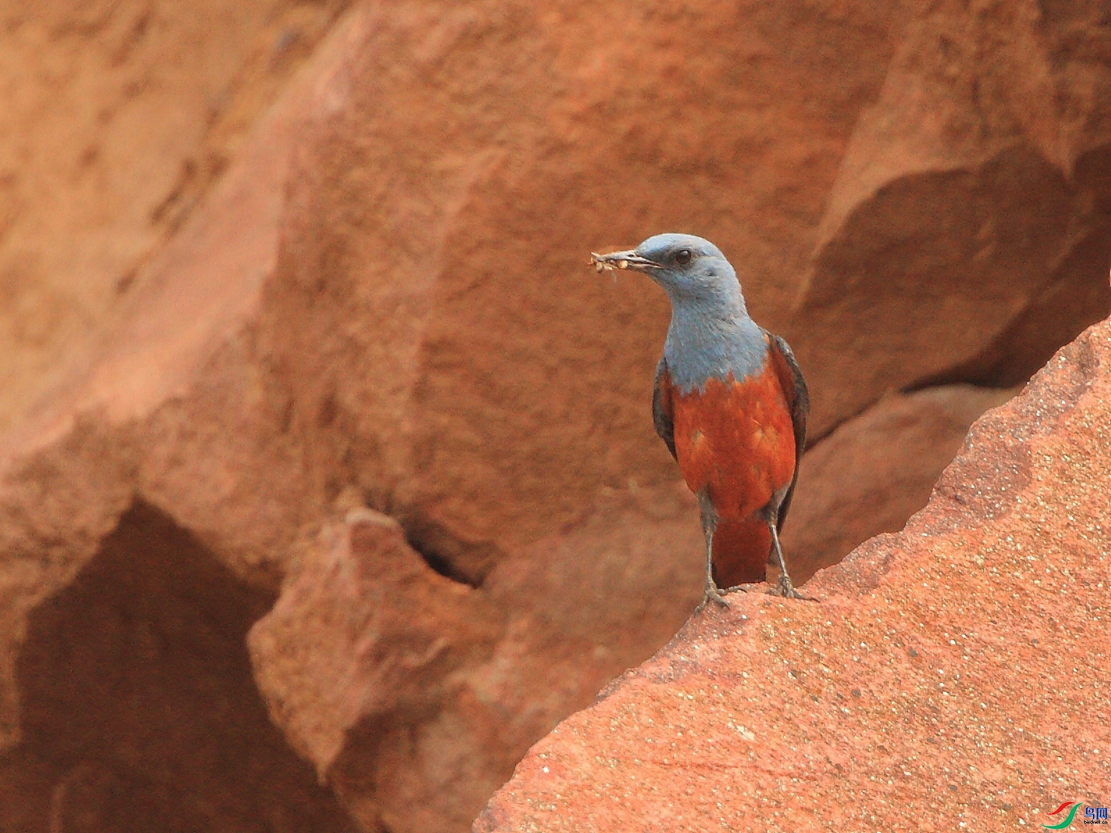 �ǲ�  ��ʦ�����ںӱ�ʡʯ��ׯ��ƽɽ��4.jpg