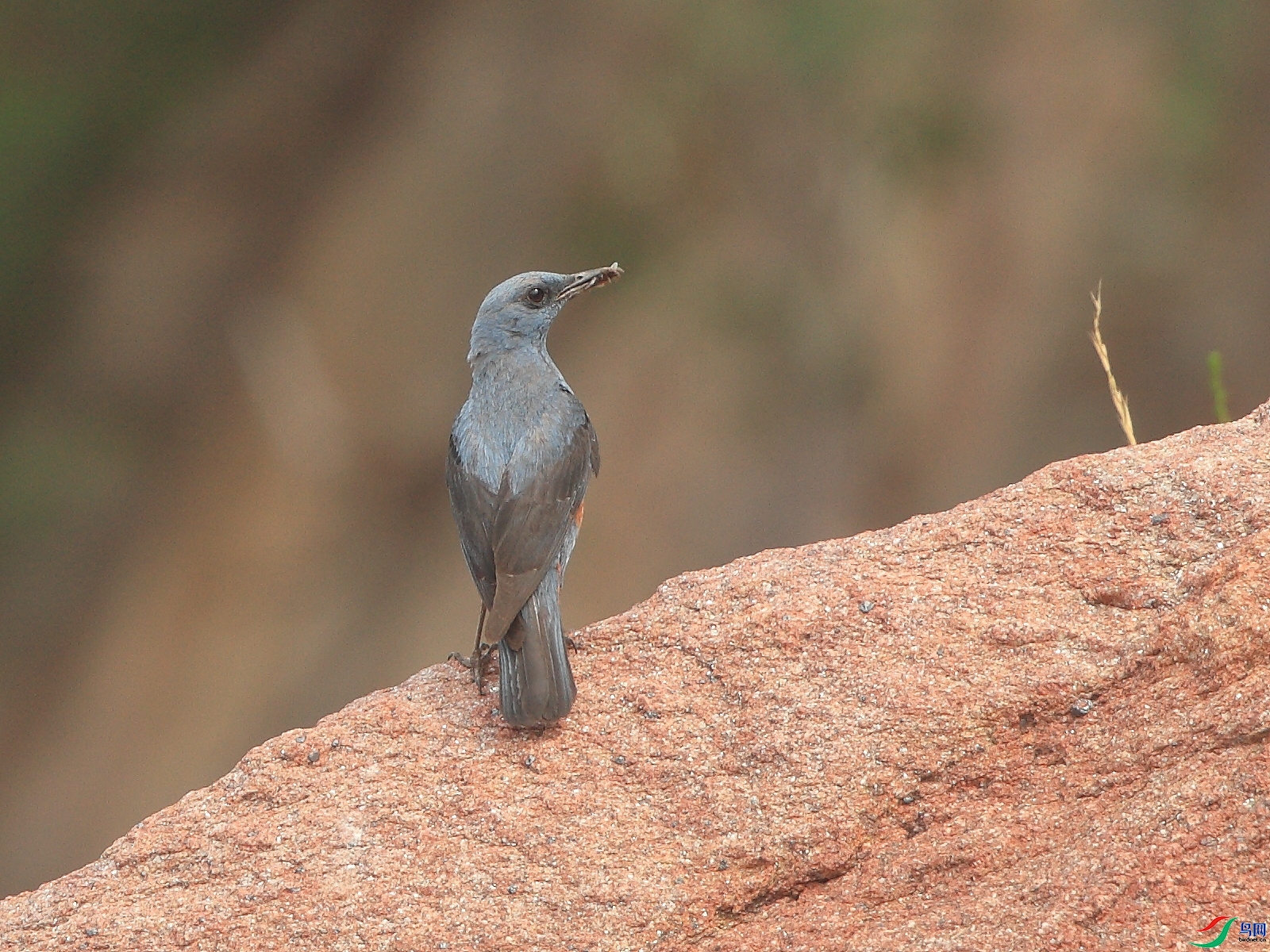 �ǲ�  ��ʦ�����ںӱ�ʡʯ��ׯ��ƽɽ��3.jpg