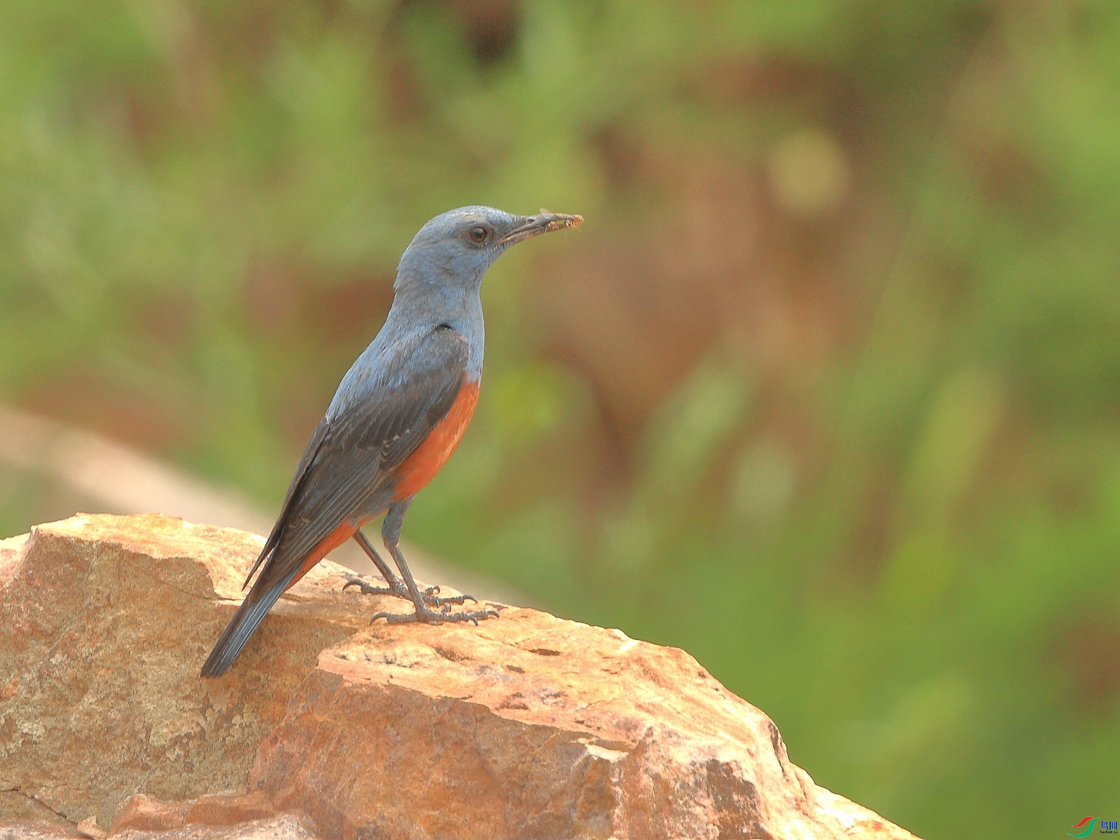 �ǲ�  ��ʦ�����ںӱ�ʡʯ��ׯ��ƽɽ��5.jpg