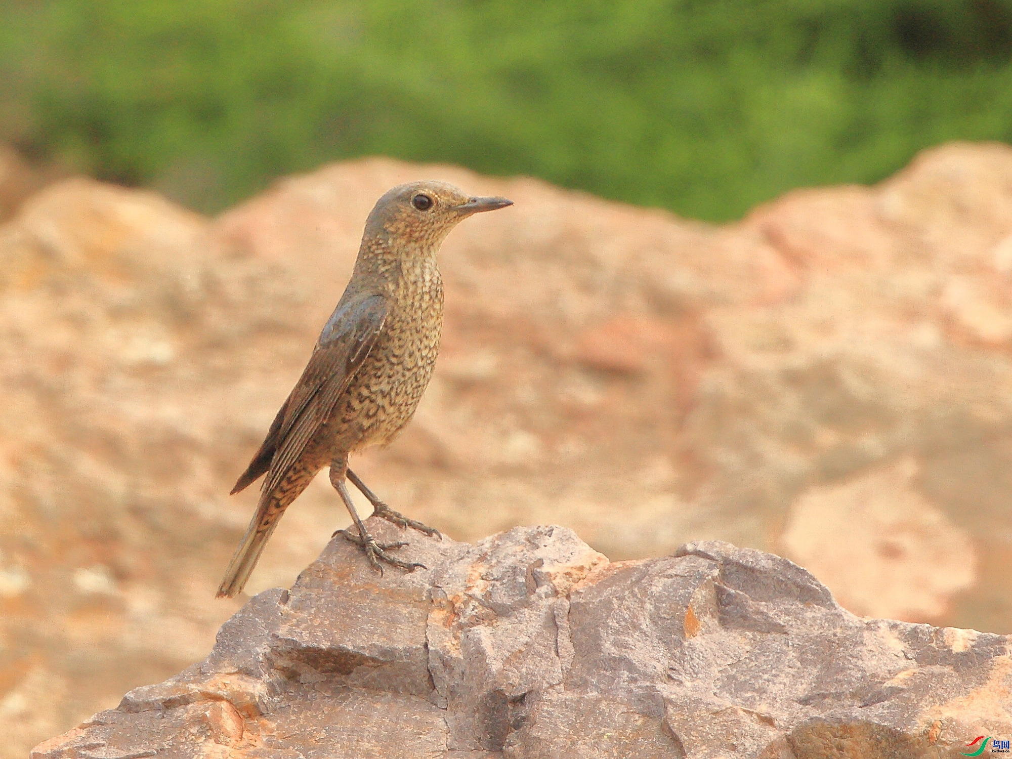 �ǲ�  ��ʦ�����ںӱ�ʡʯ��ׯ��ƽɽ��1.jpg