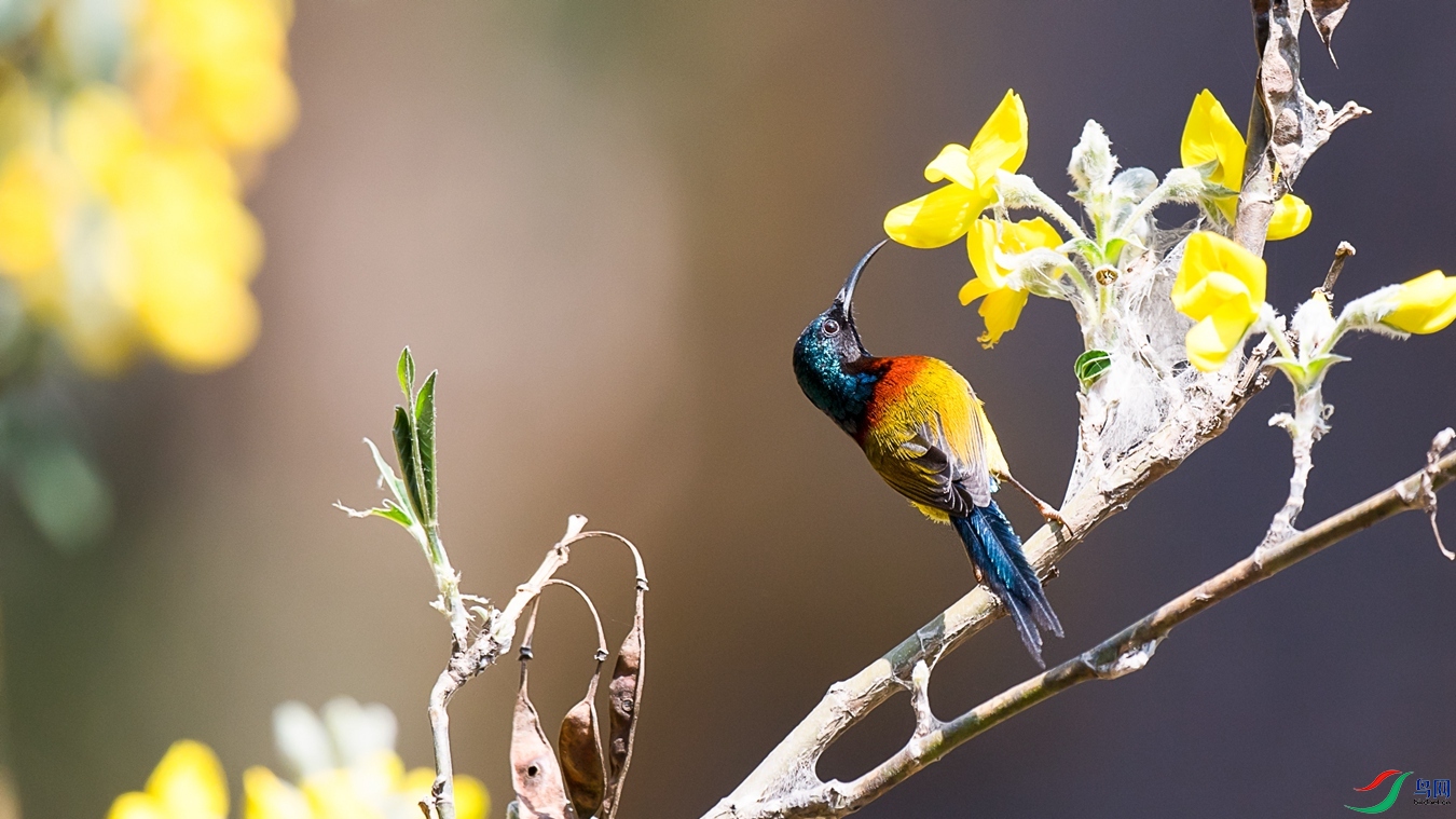 DSC_8974 - ����.jpg