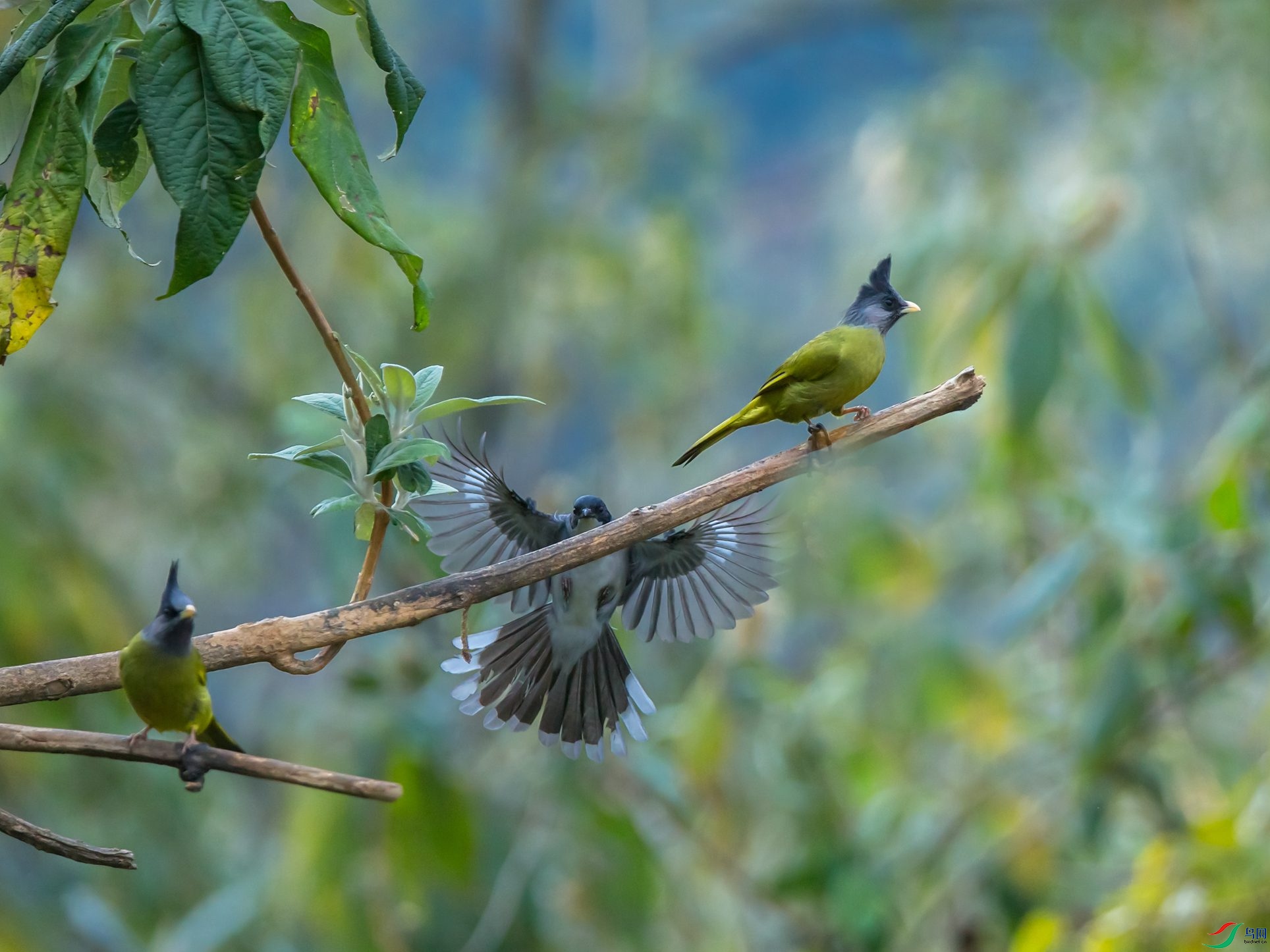 ��ͷȸ����