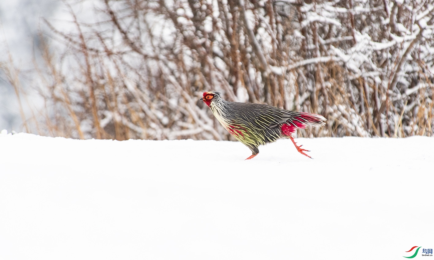 _DSC2680.jpg