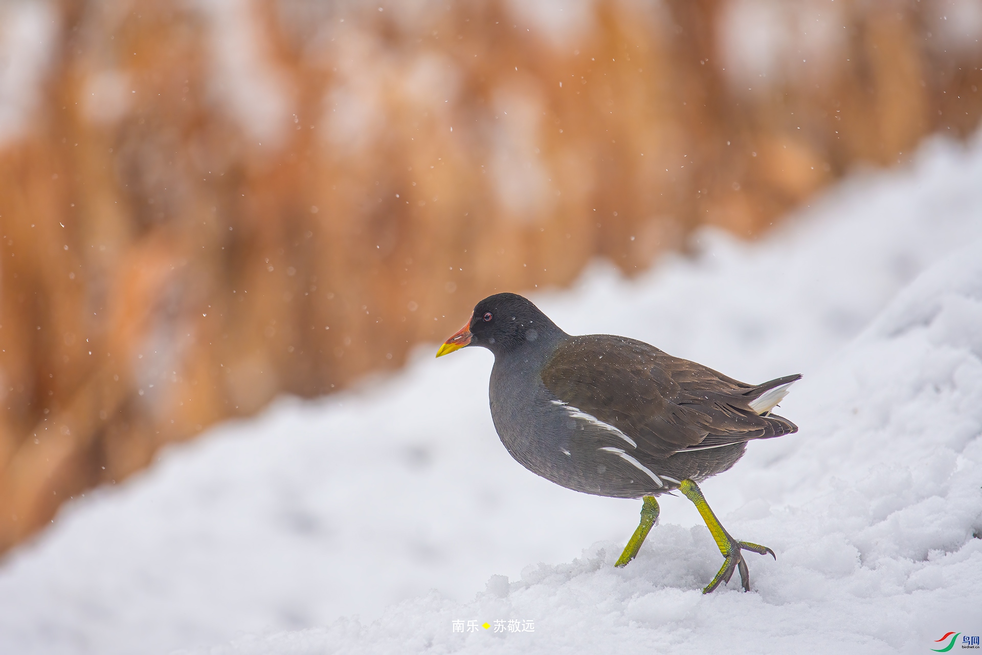 _DSC3685С.jpg