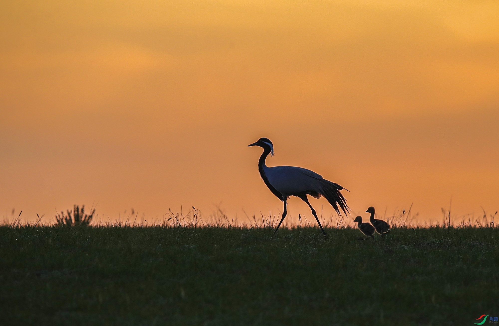 BT1I000-- =(11)-.jpg
