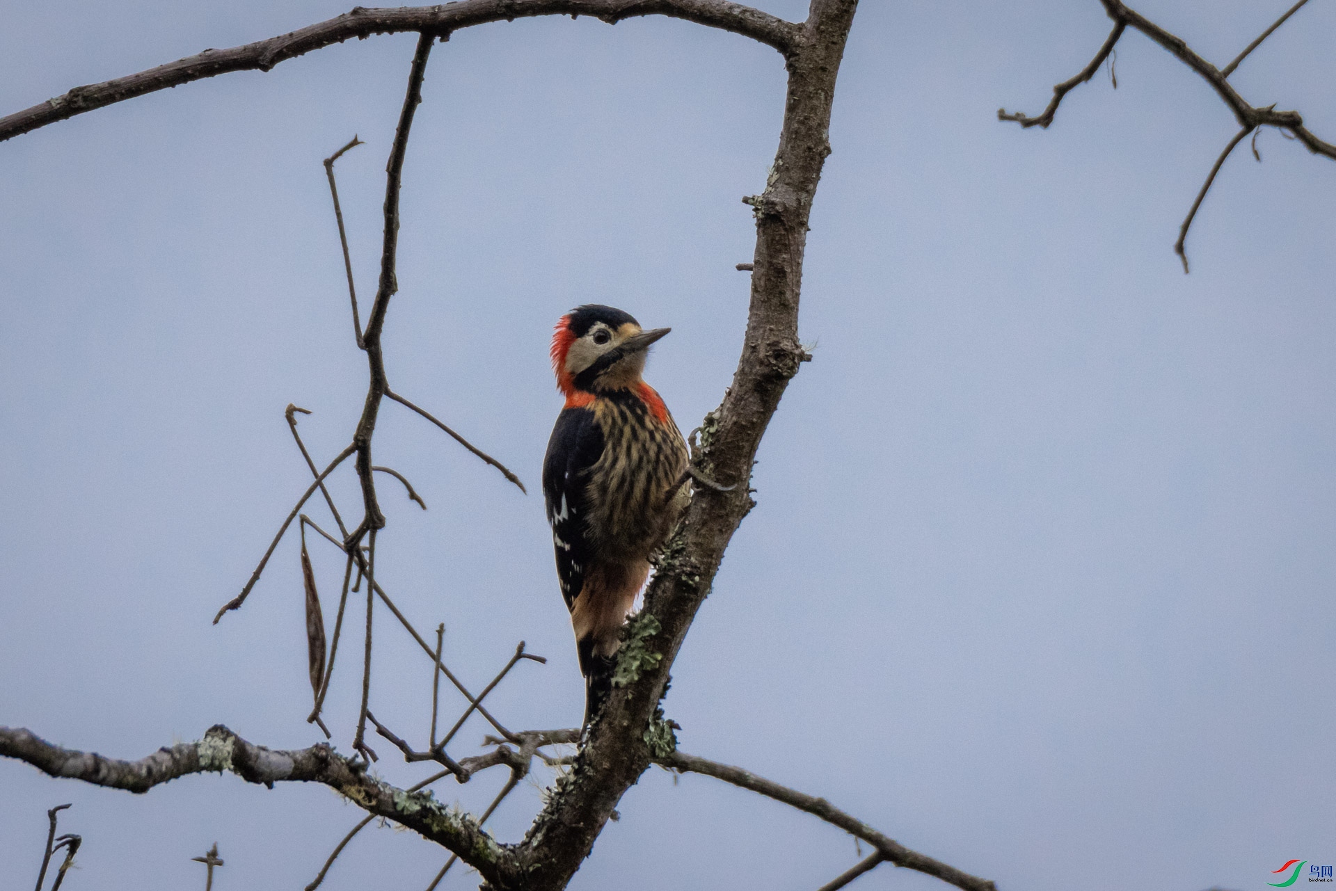 ������ľ��