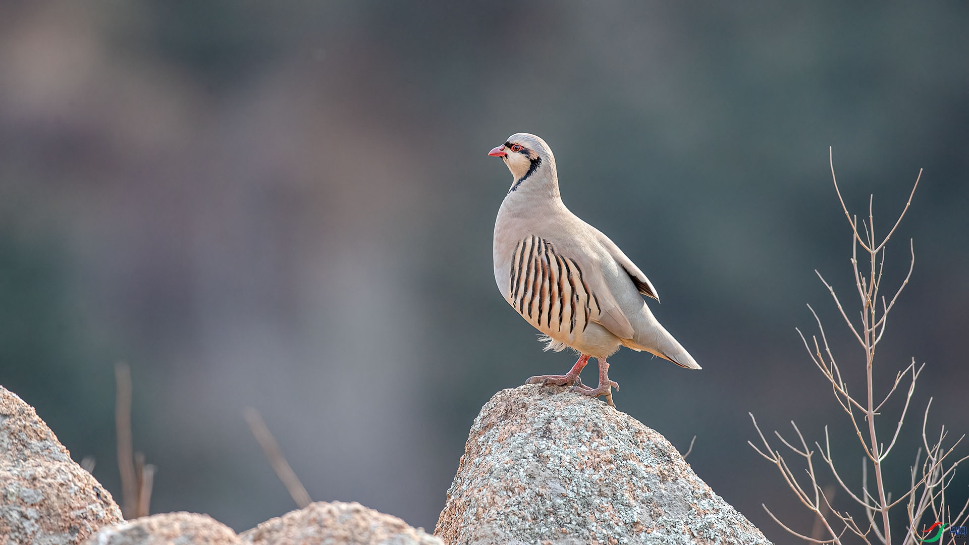 1DX_2631 ���� 2.jpg