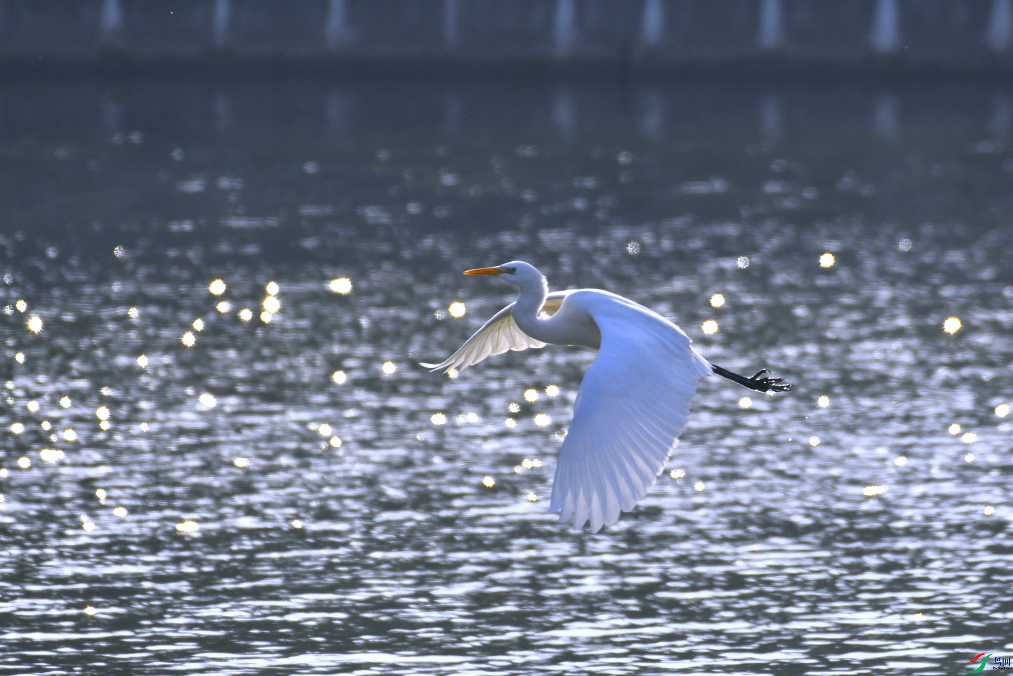 _DSC9069.JPG