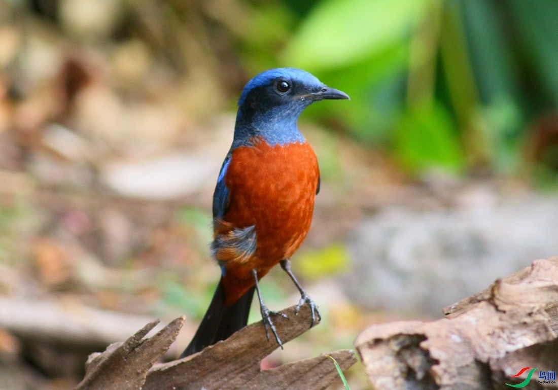 �����  ��ʦ����������ʡ��ɽ���ڳ���.jpg