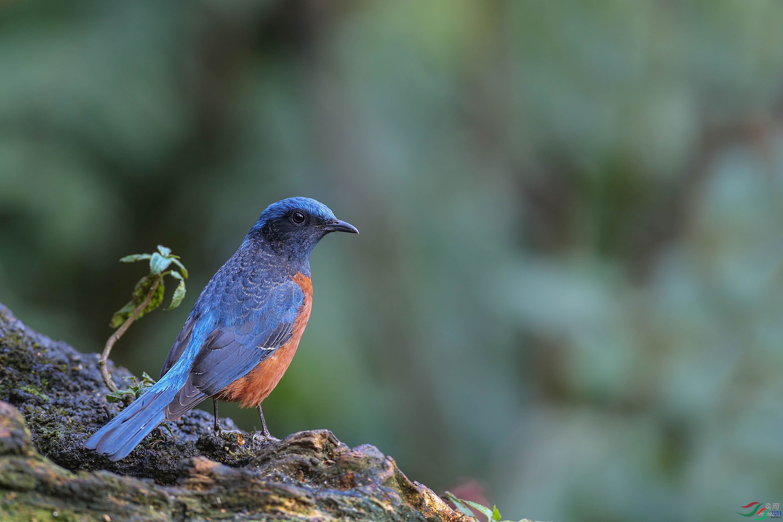 ����С��  ��ʦ����.jpg