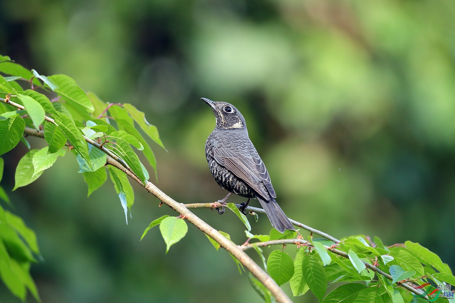 ���  ��ʦ����.jpg