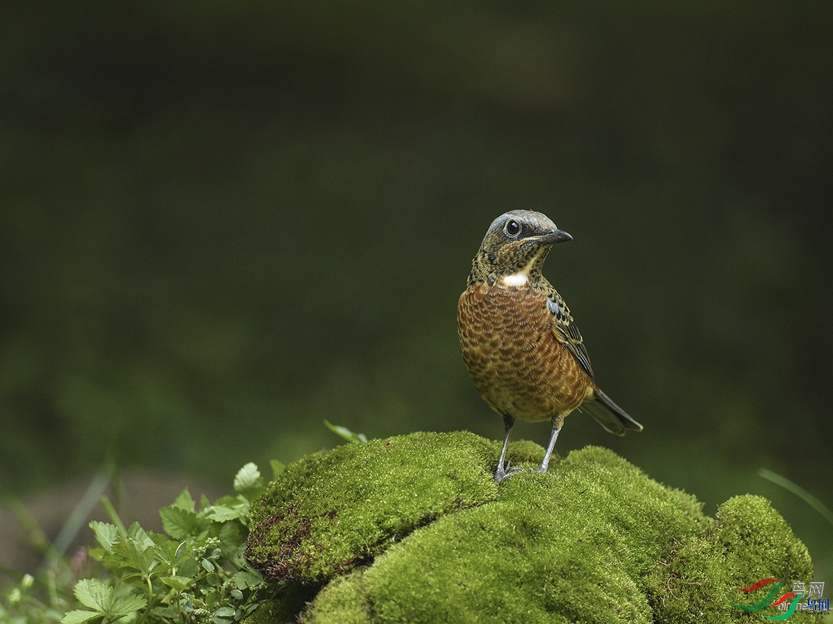 JNңң  ��ʦ����.jpg