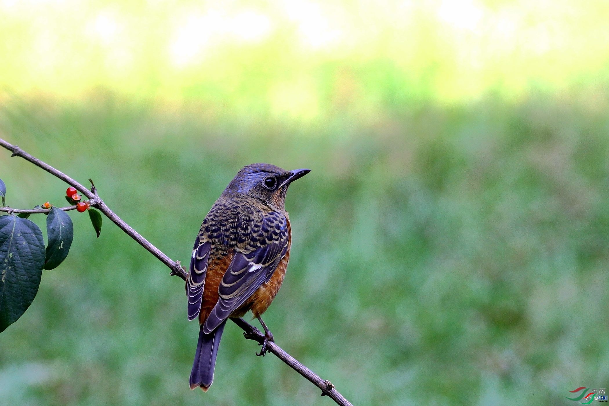 zgx  ��ʦ�����ڱ�����.jpg