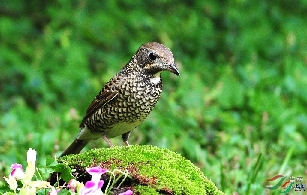 ��������  ��ʦ�����ڱ�����.jpg