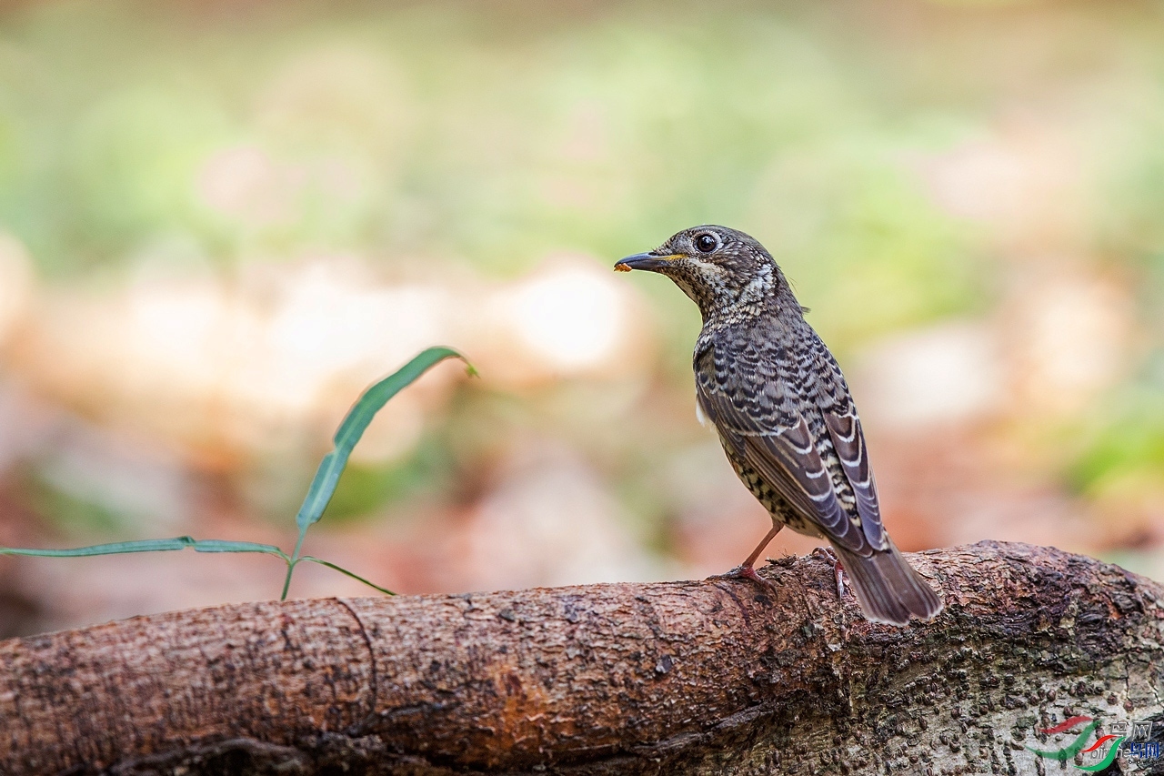 ��ͷ����  ��ʦ�����ڸ���ʡ������ƽ̶��.jpg