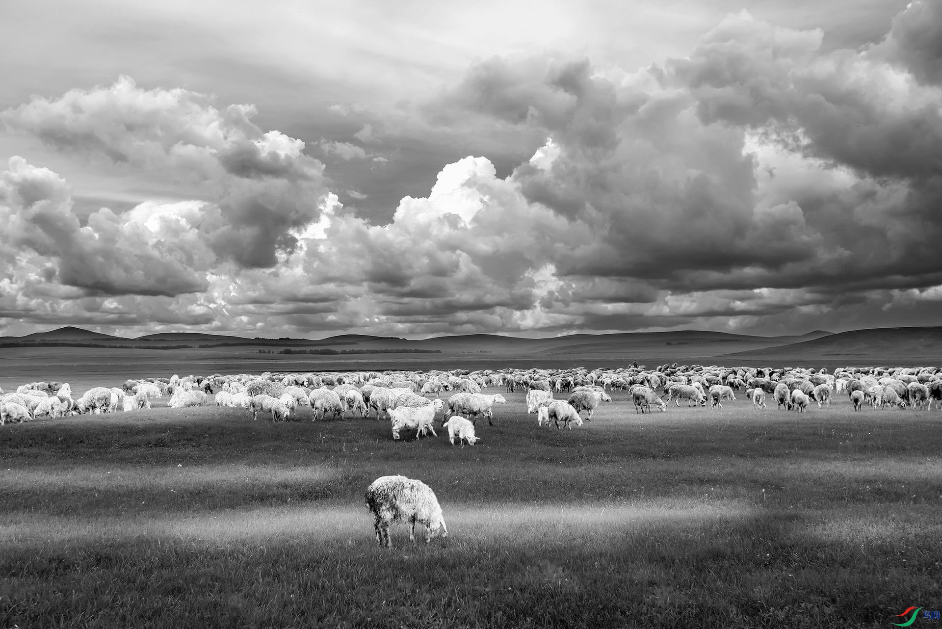 浓云下的羊群.jpg11.jpg