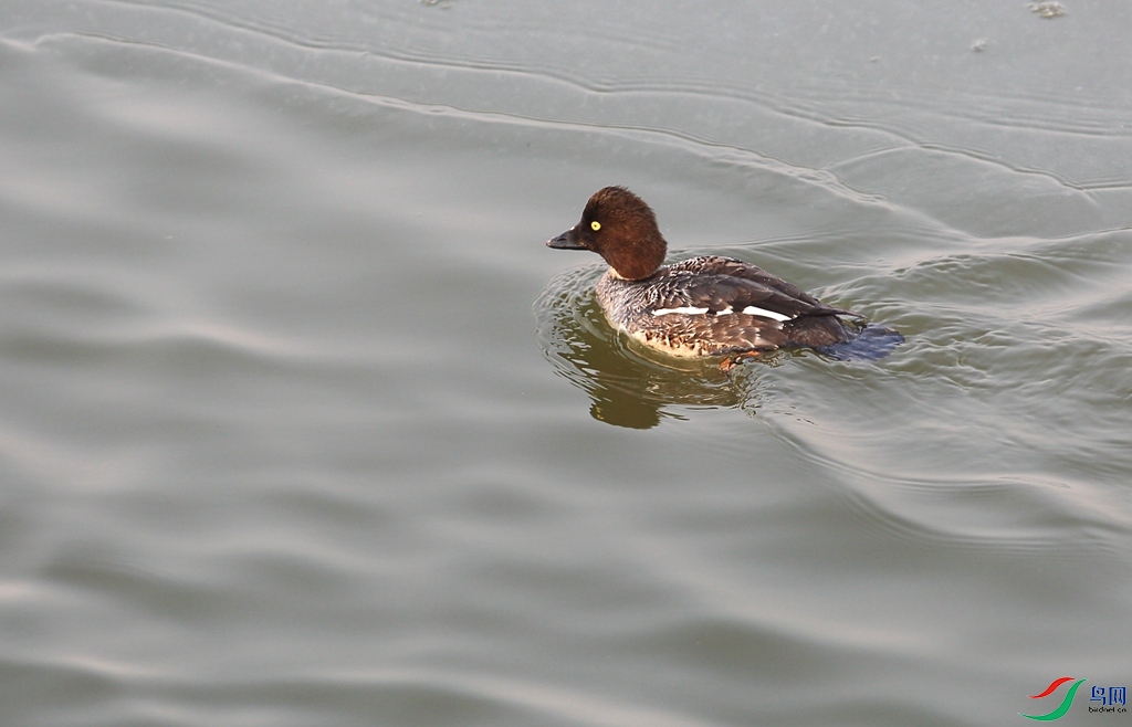 _C7A3369 - ����.JPG