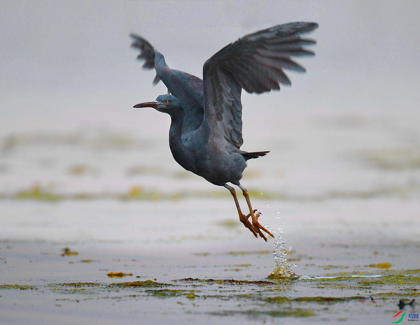 DSC_1933 - ����.JPG