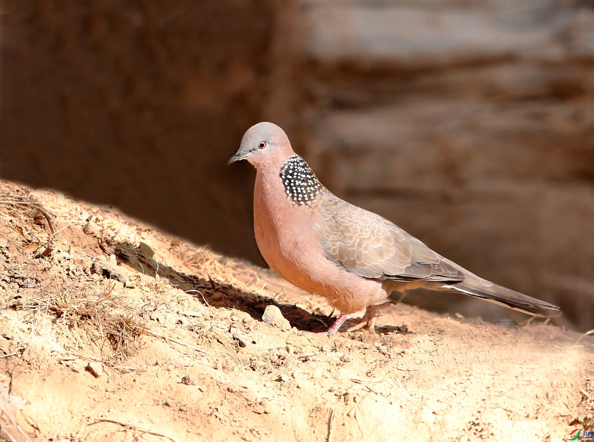 �龱��� - ����.jpg