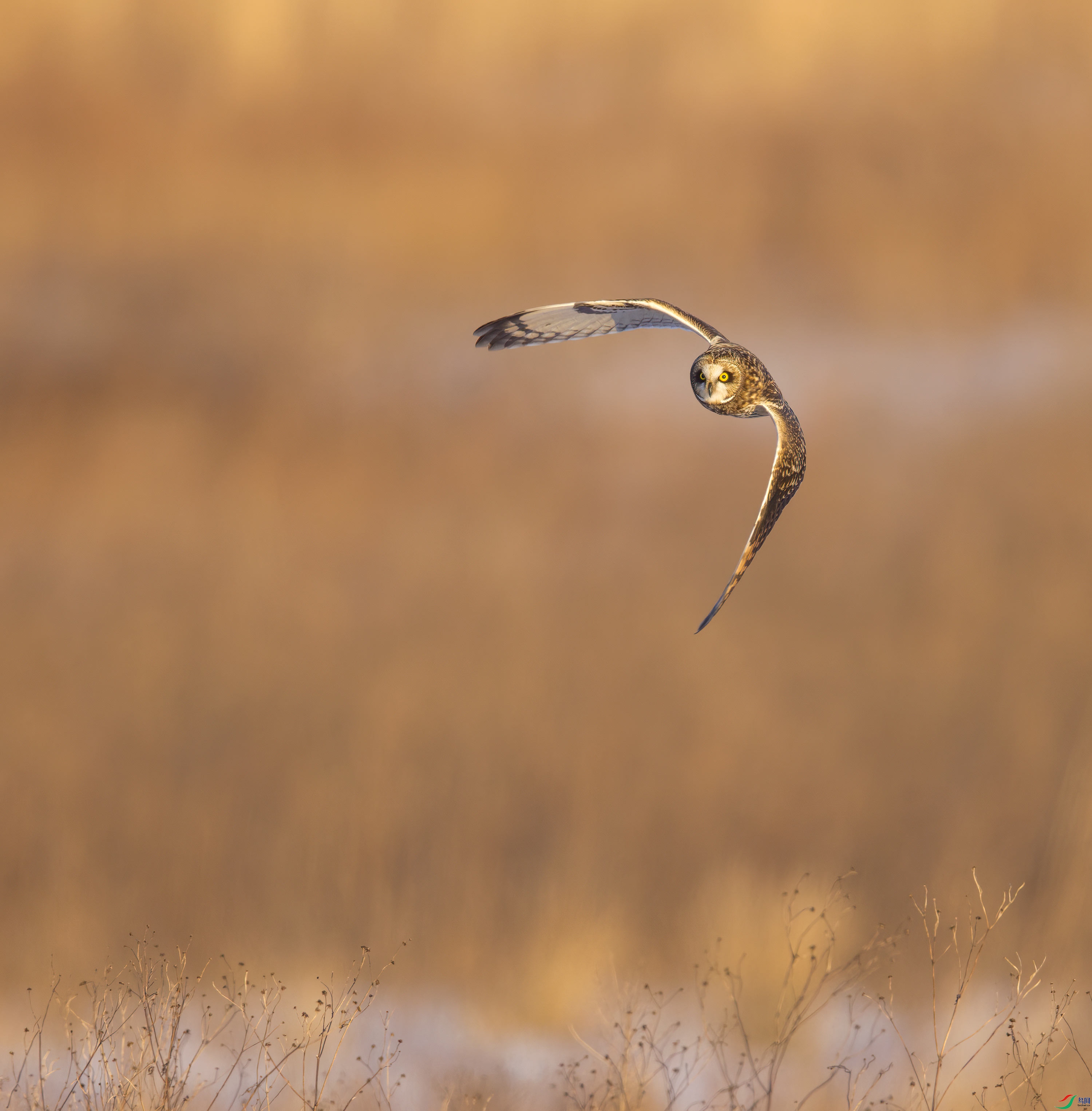 _F0A8983-copy-CR3_DxO_DeepPRIME-SAI-Motion-sharpenedw.jpg