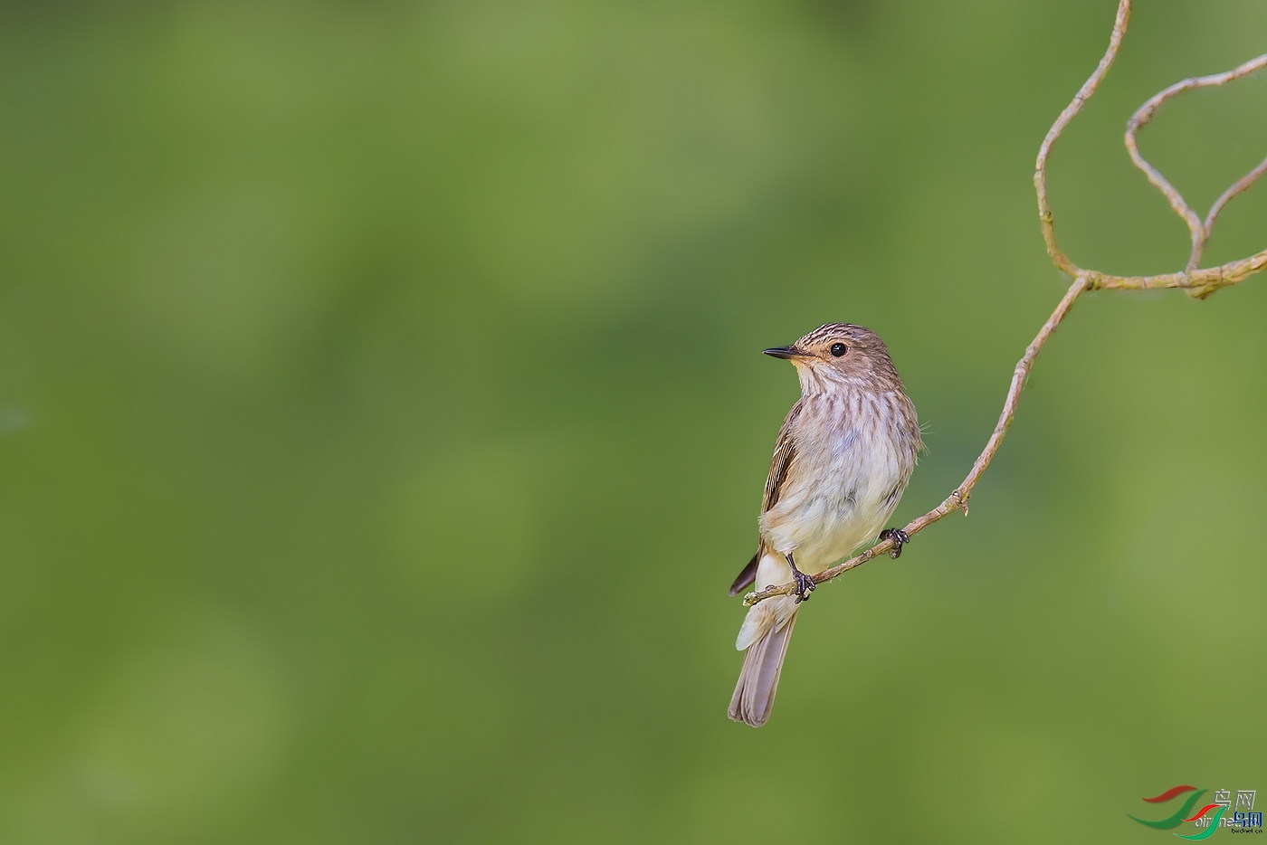 ��СҶ  ��ʦ����1.jpg