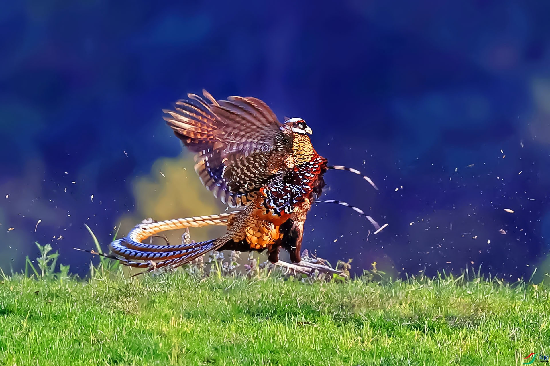 �׹ڳ�β��188����-1.jpg