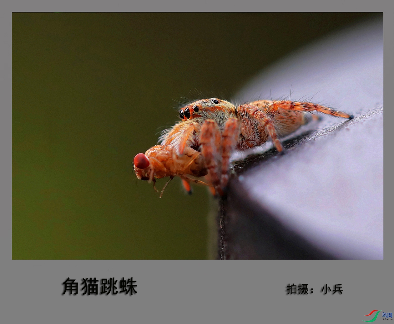 角猫跳蛛捕食红头蝇