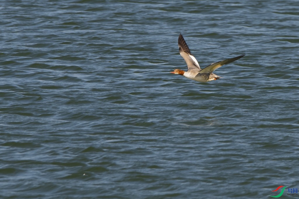 _DSC8470a.jpg