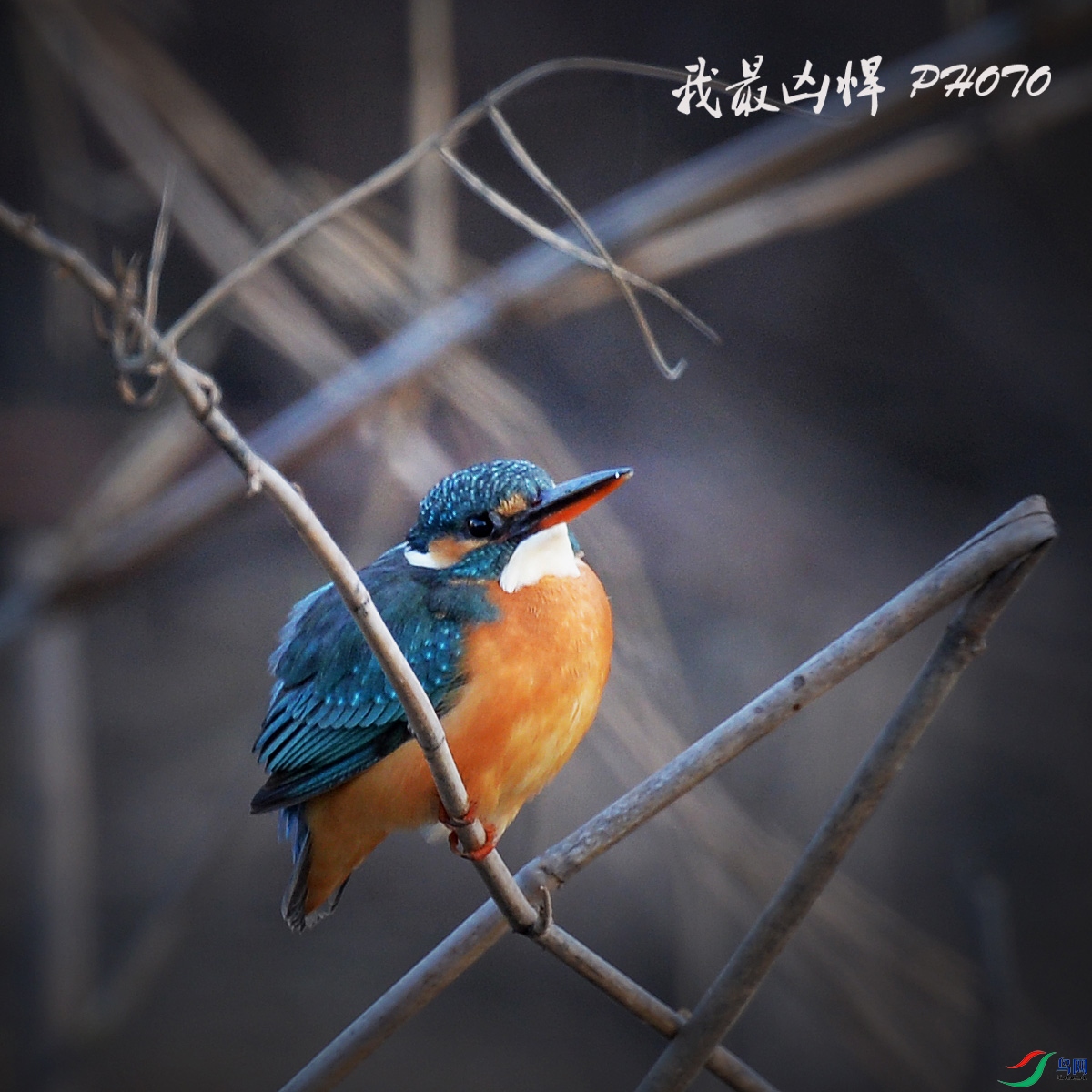 ����С��