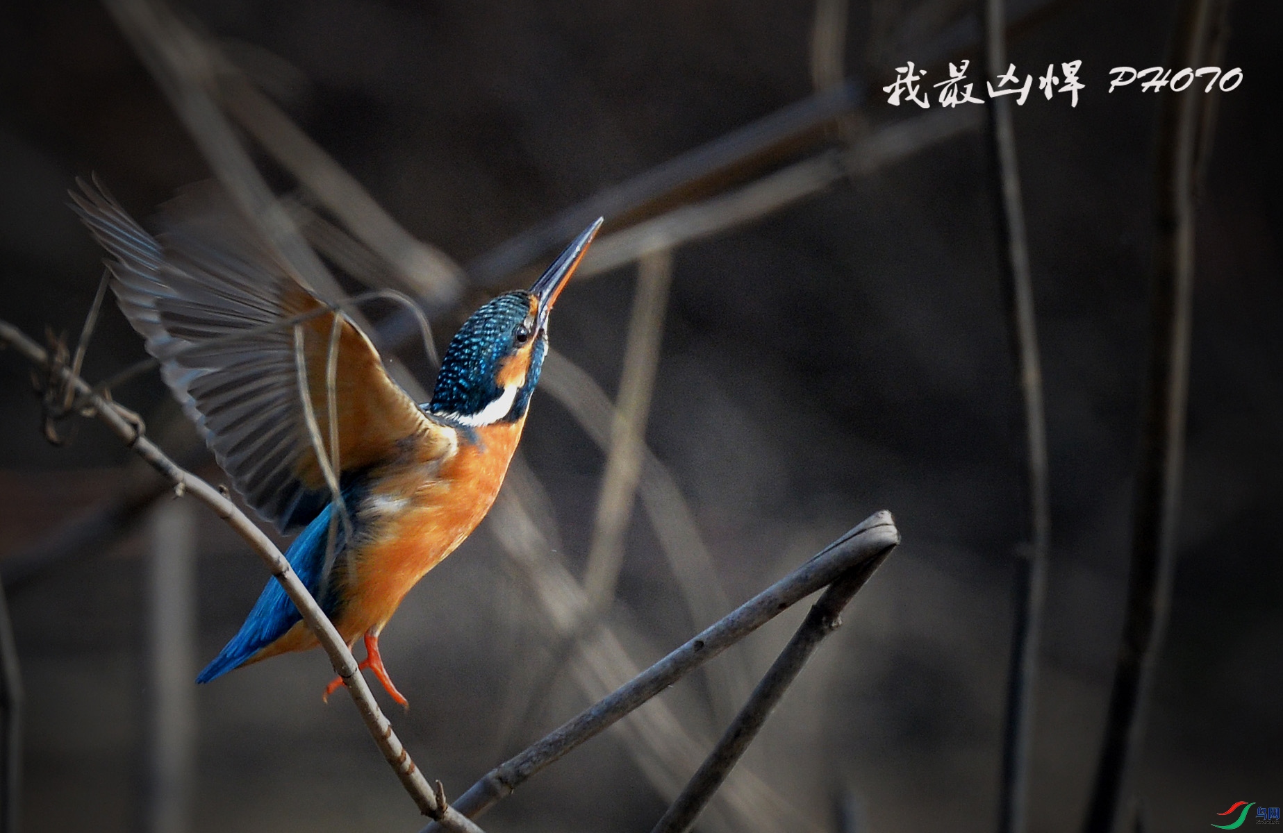 ����С��