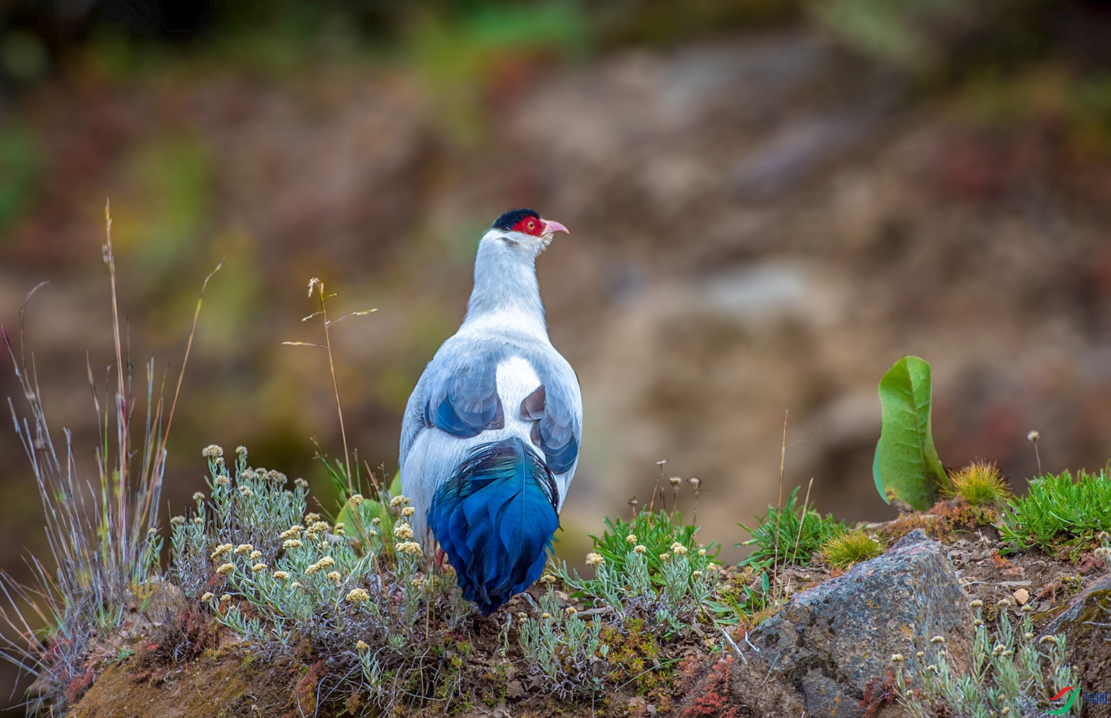 _DSC0988.jpg