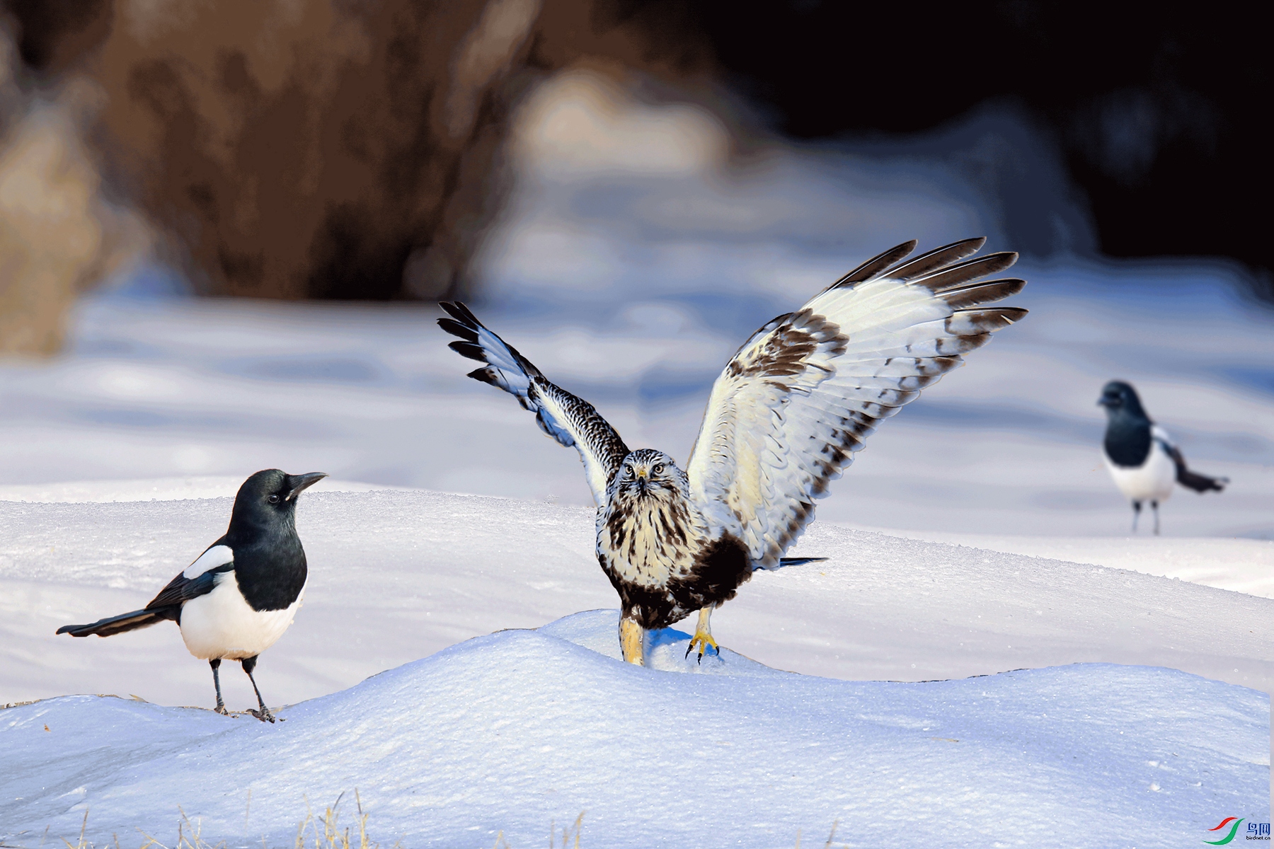 ë����Ķ��