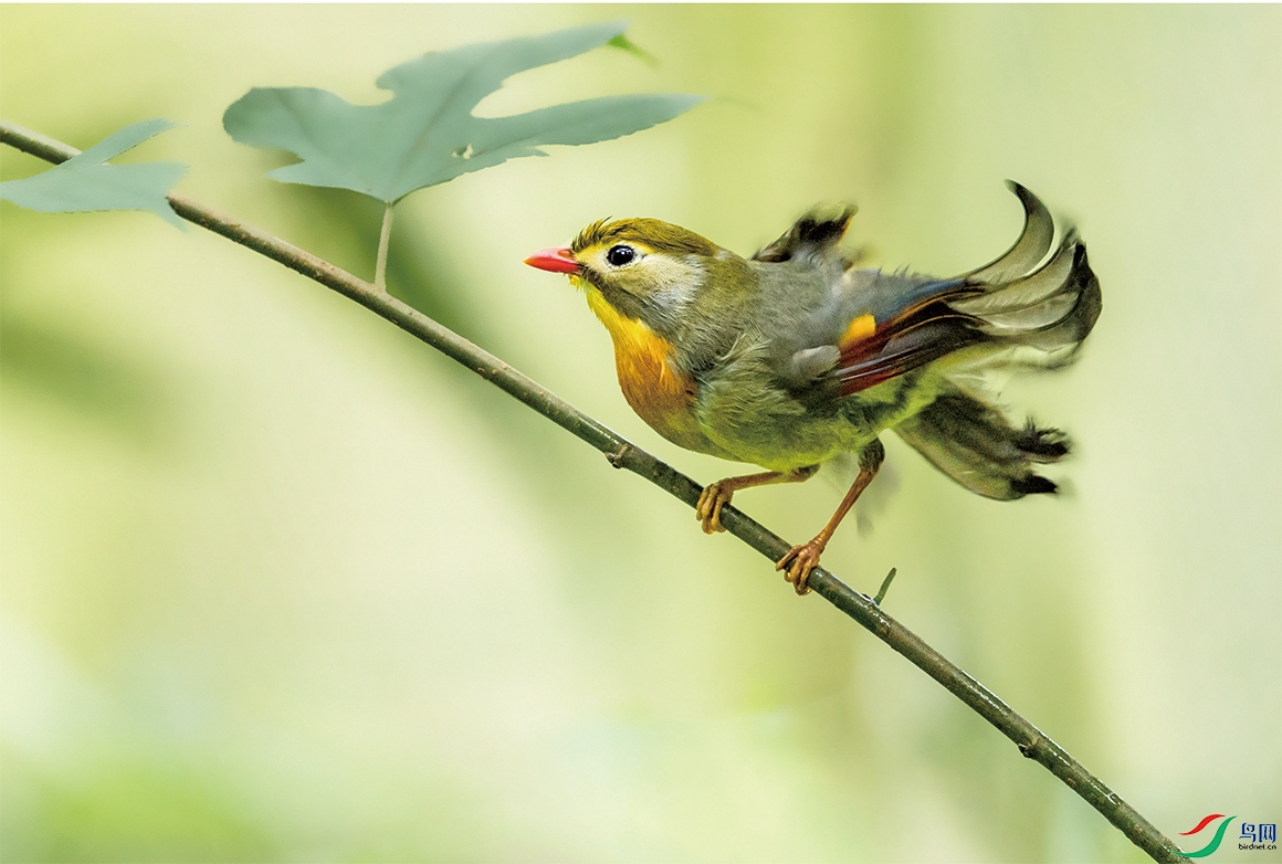 �粻���Ҷ�