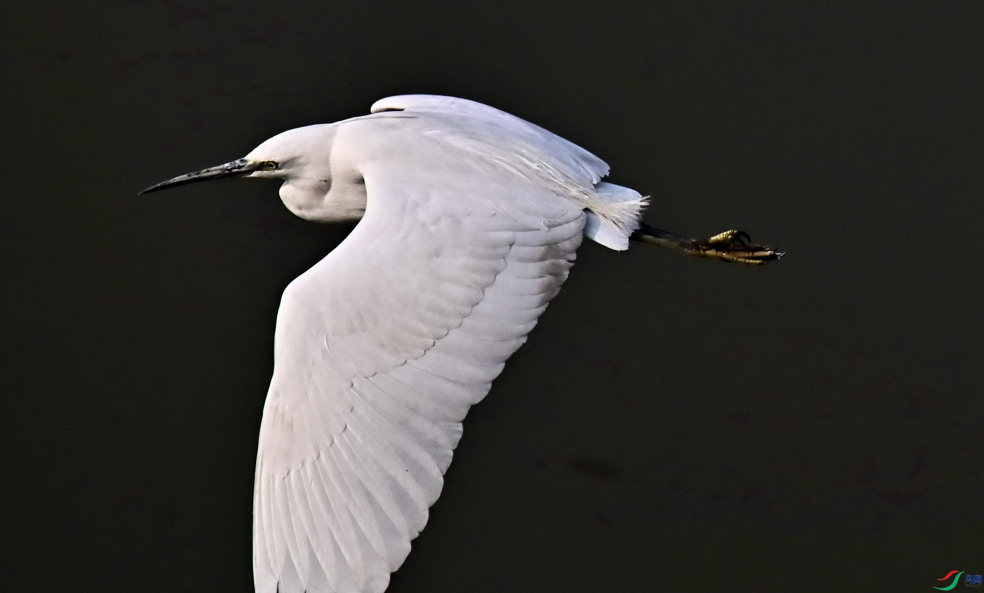 DSC_4693.jpg